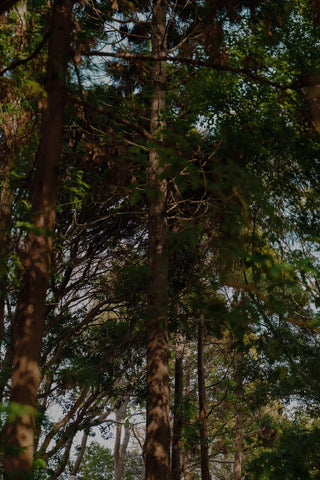 セクション画像