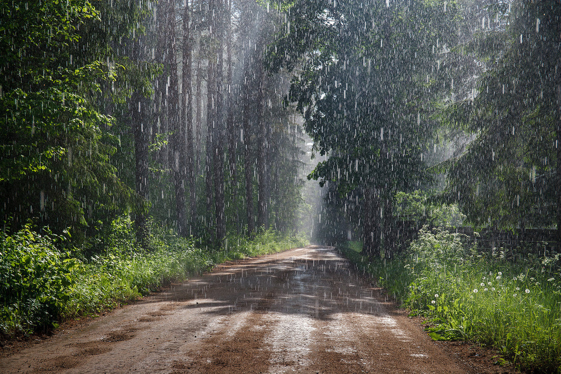 雨の日に「香りを聞く」。梅雨の過ごし方