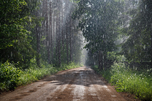 雨の日に「香りを聞く」。梅雨の過ごし方